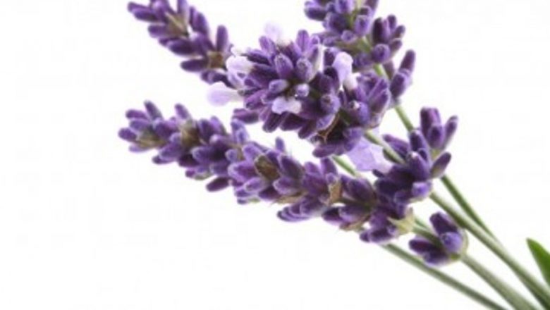 Remedii Naturale Eficiente pentru Combaterea Răcelii: O Privire Detaliată asupra Plantei Medicinale