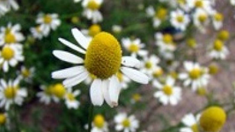 Remedii Naturale pentru Durerile de Cap: Eficiența Mentei și Muşeţelului
