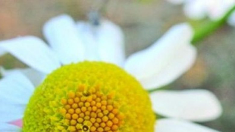 Muşeştelul: Un Antibiotic Natural cu Beneficii Remarcabile pentru Sănătate