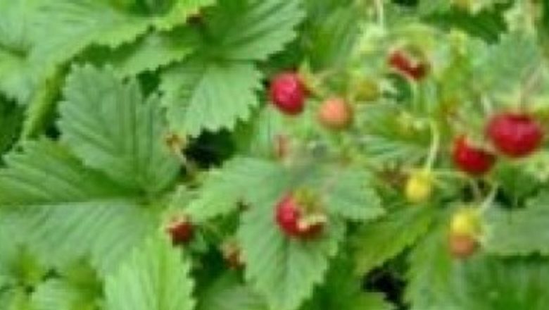 Beneficiile Fragiilor: Un Aliat Natural în Lupta Împotriva Cancerului și a Boliilor