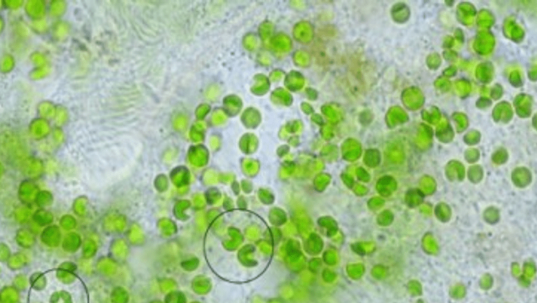 Chlorella: Alga Minune în Lupta Împotriva Îmbătrânirii și Beneficiile Sale pentru Sănătate