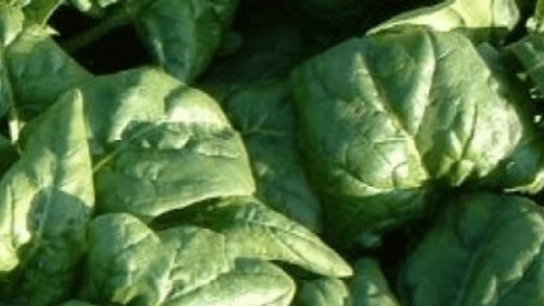 Frunzele de Spanac și Alimentele Răcoroase: Ghidul Tău pentru Vara Calduroasă