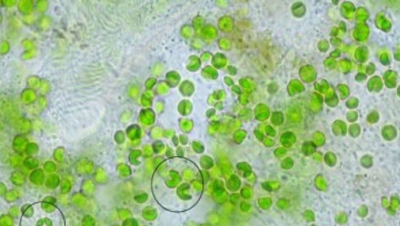 Chlorella: Algă miraculoasă în lupta împotriva îmbătrânirii