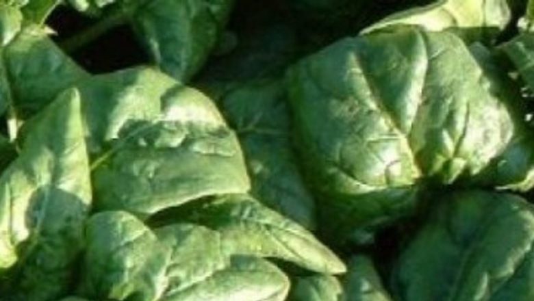Cum frunzele de spanac și alimentele răcoritoare ne ajută să combatem căldura verii
