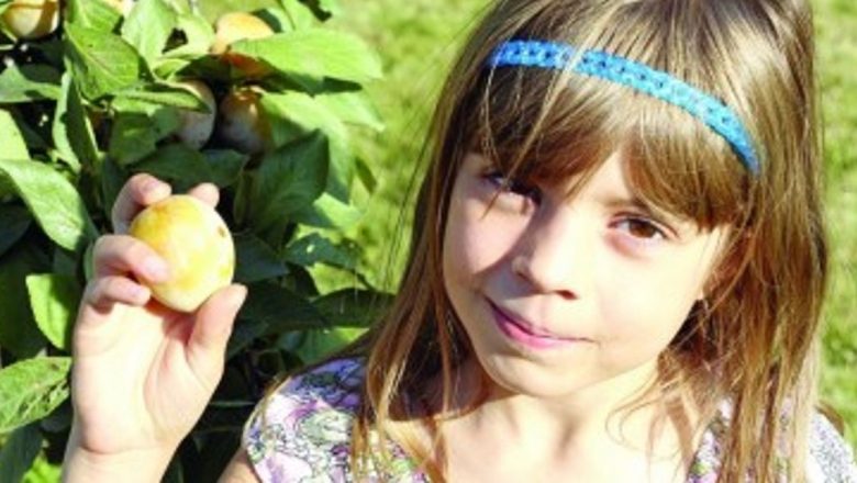 Beneficiile Prunelor: O Comoară Nutrițională pentru Sănătatea Oaselor și a Organismului