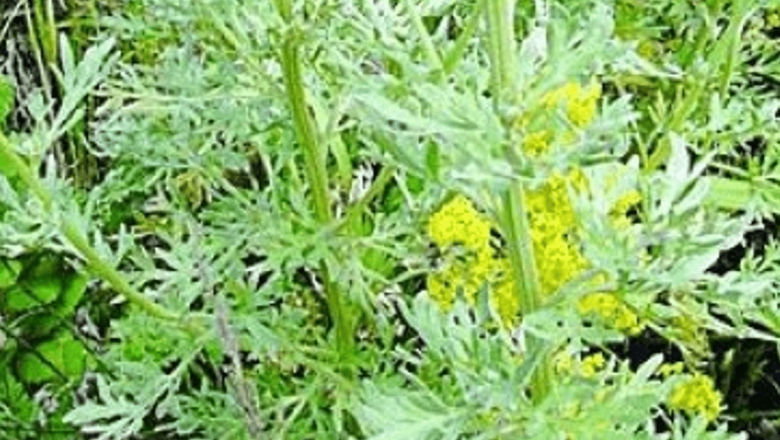 Beneficiile Pelinului: Tonic Cerebral și Remediu Digestiv