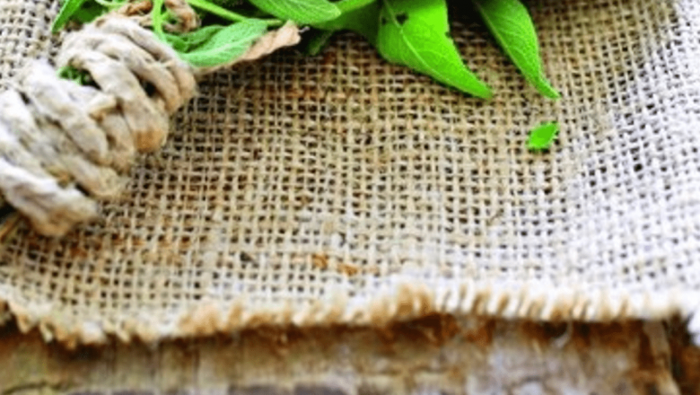 Salvia: Plantele medicinale care combat oboseala și stimulează concentrarea