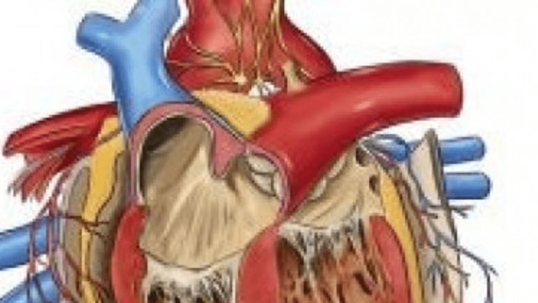 Inflamațiile: Inamicul Nevăzut al Sănătății Cardiovasculare