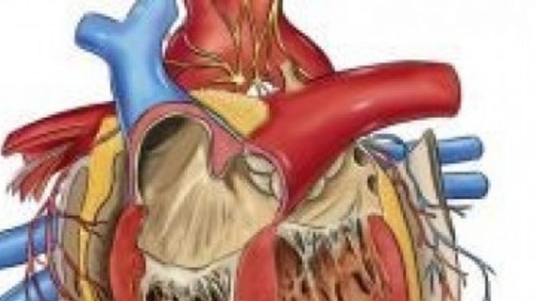 Inflamațiile: Principalul Vinovat pentru Bolile de Inimă, Nu Colesterolul