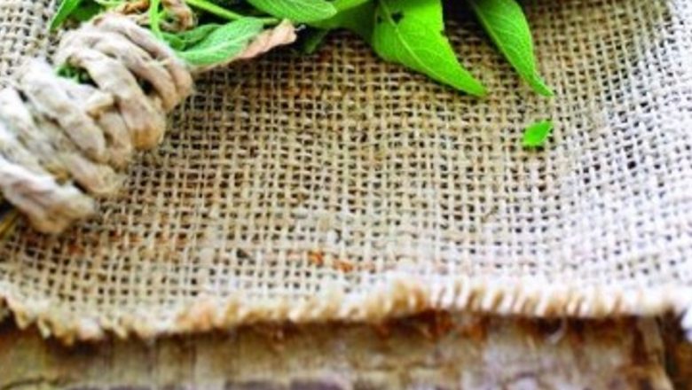 Salvia: Plantele care Combat Oboseala și Îmbunătățesc Concentrarea
