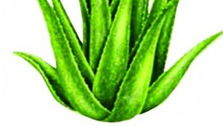 Aloe Vera: Un Aliat De Necontestat Pentru Digestie și Sănătatea Generală