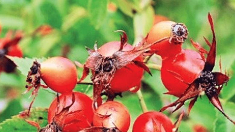 Întărirea imunității în mod natural: Beneficiile plantelor medicinale în sezonul rece