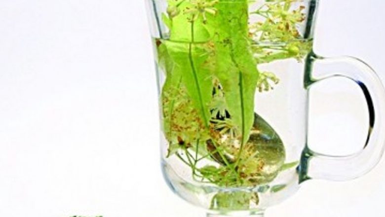 Beneficiile Ceaiului de Tei: Un Remediu Natural pentru Tensiune și Relaxare