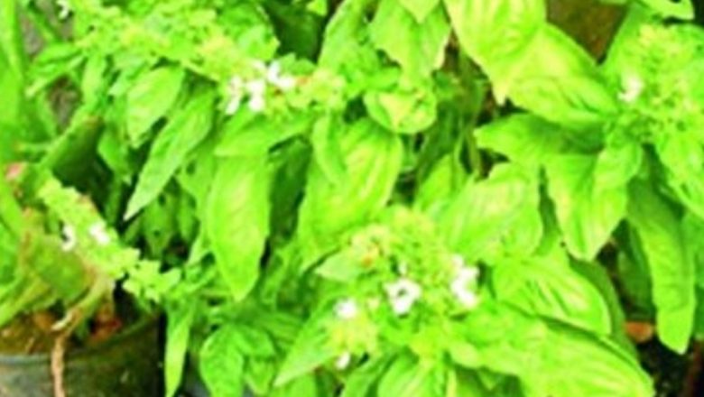 Busuiocul: Un Remediu Natural Eficient pentru Durerile Articulare și Nu Numai