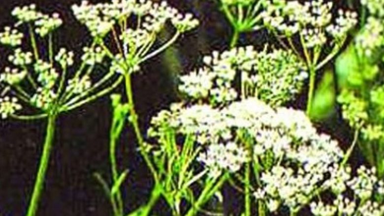 Remedii Naturale pentru Durerile Abdominale: O Abordare Holistică