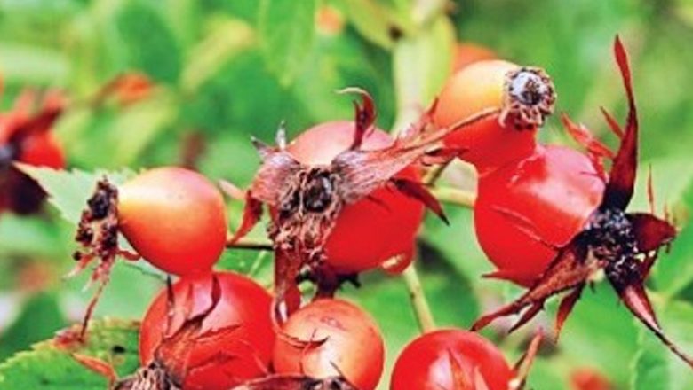 Întărirea imunității prin remedii naturale: Echinaceea, măceșul și cătina