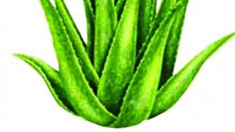 Aloe Vera: O Plantă Miraculoasă pentru Sănătatea Digestivă și Imunitară
