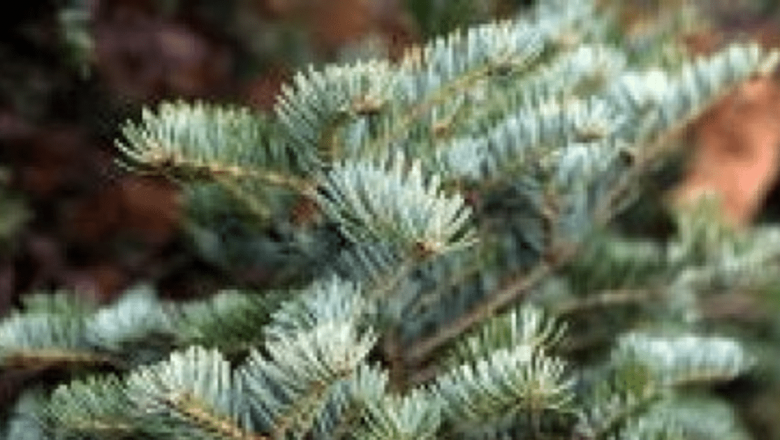 Pinul: Un aliat natural în lupta cu bolile respiratorii