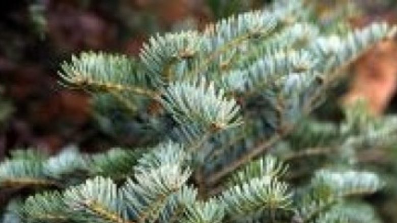 Beneficiile pinului în combaterea bolilor respiratorii: o privire detaliată asupra remediilor naturale