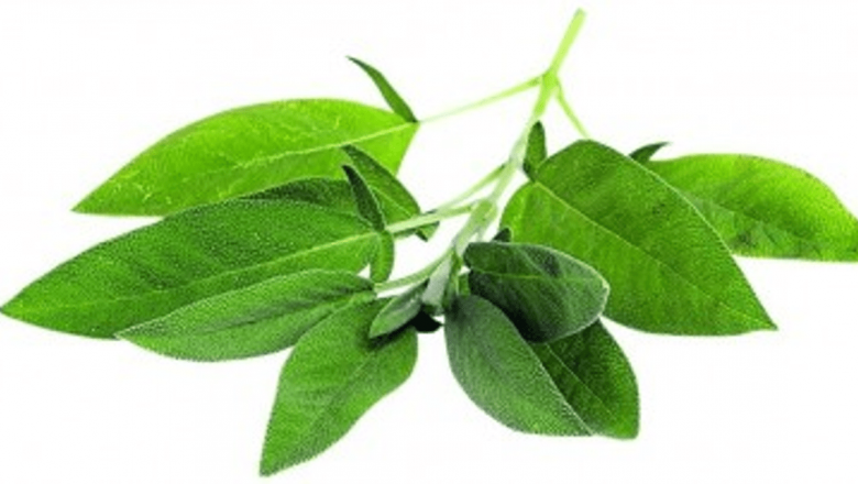 Salvia: Un Remediu Natural Eficient Împotriva Durerii de Gât și Nu Numai