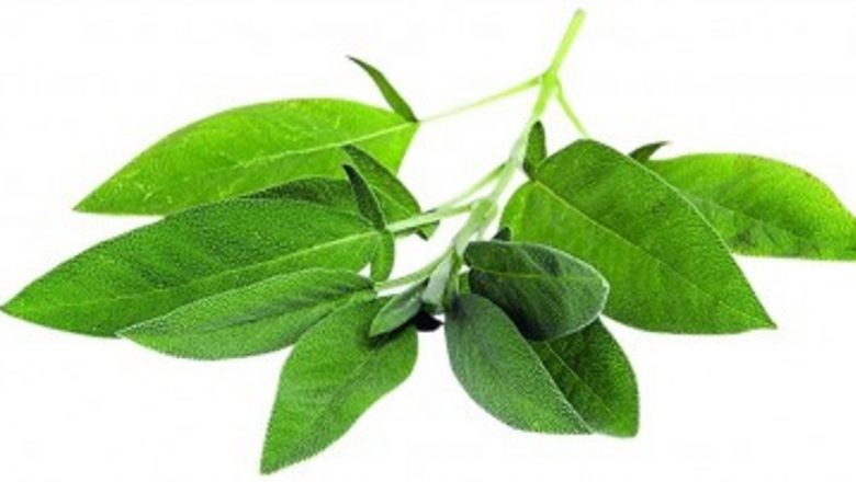 Salvia: Remediul Natural pentru Durerea de Gât și Nu Numai