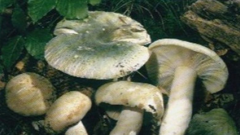 Impactul Ciupercilor Asupra Sănătății Mintale: Cum Alimentele Naturale Pot Combate Stresul și Anxietatea