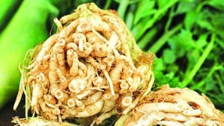 Ţelina: Superalimentul care reglează presiunea sângelui și îmbunătățește sănătatea generală