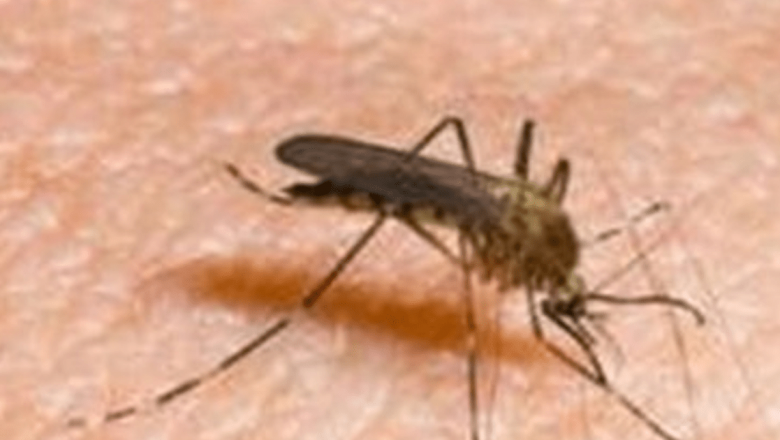Inovație revoluționară în lupta împotriva malariei: Un ţânţar anofel transformându-se într-un vaccin zburător