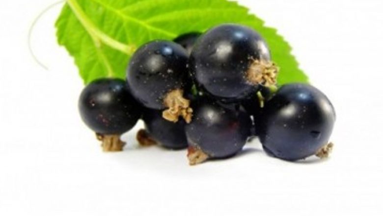 Beneficiile coacăzelor negre pentru sănătatea respiratorie: O analiză detaliată a unui studiu din Noua Zeelandă