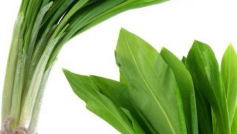 Detoxifierea cu Plante de Sezon: O Abordare Naturală pentru Sănătate