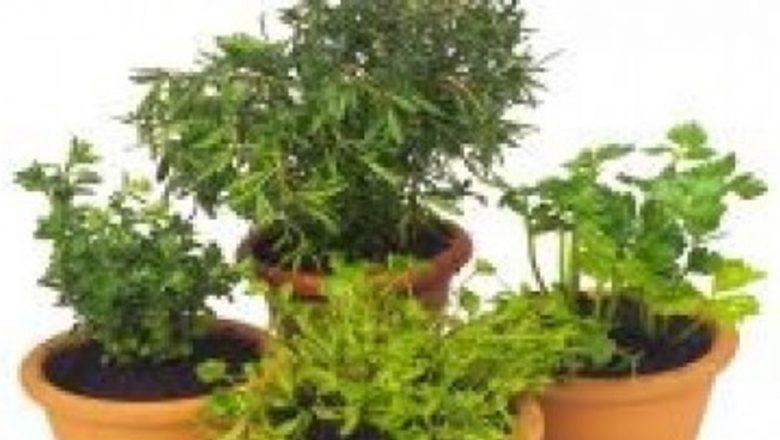 Mirodeniile: Cheia Naturală pentru Îmbătrânirea Sănătoasă