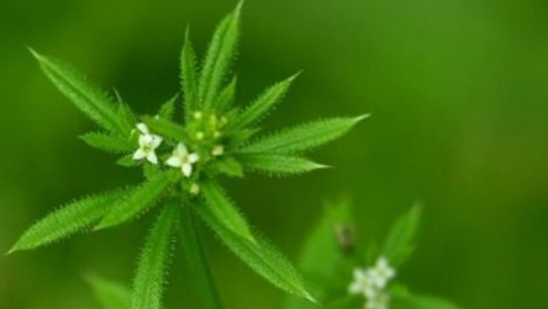 Lipicioasa: O soluție naturală promițătoare în combaterea infecțiilor stafilococice