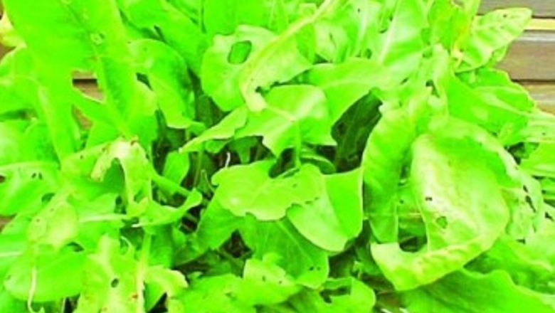 Beneficiile Măcrişului: O Plantă pentru Sănătate și Vitalitate
