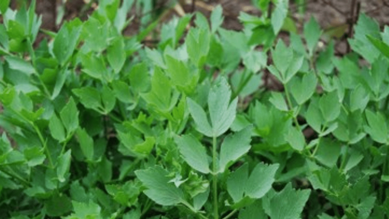 Leuşteanul: Un Remediu Natural pentru Anorexie și Tulburările Alimentare