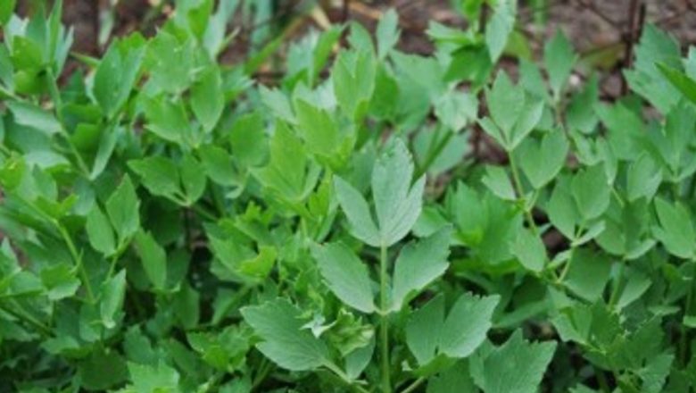 Leuşteanul: Un Remediu Natural în Lupta cu Anorexia și Alte Tulburări Alimentare