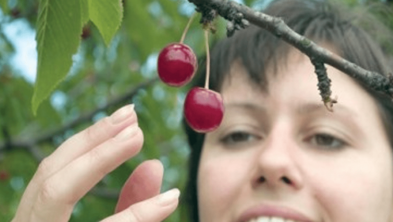Beneficiile Vișinelor: Un Remediu Natural pentru Sănătate și Bunăstare