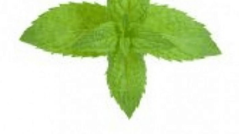 Impactul Aromelor: Cum Menta Îmbunătățește Concentrarea și Performanțele Fizice