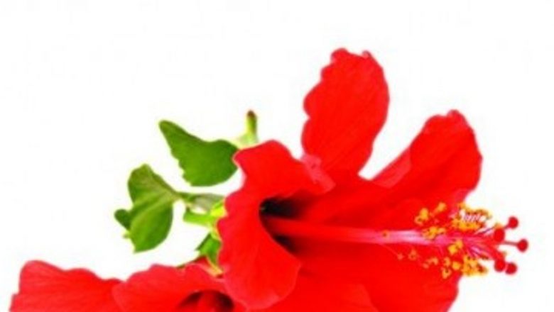 Răcorire naturală: Ceaiurile care te ajută să faci față căldurii verii