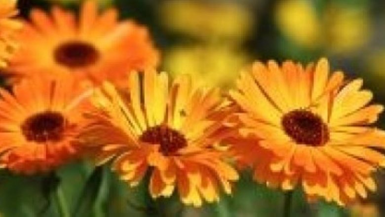 Remedii Naturiste pentru Sângerările Nazale: Soluții Eficiente și Perspective Asupra Sănătății