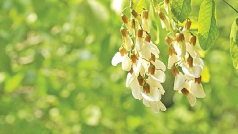Florile de Salcâm: Aliatul Natural Împotriva Insomniei și Problemelor Digestive