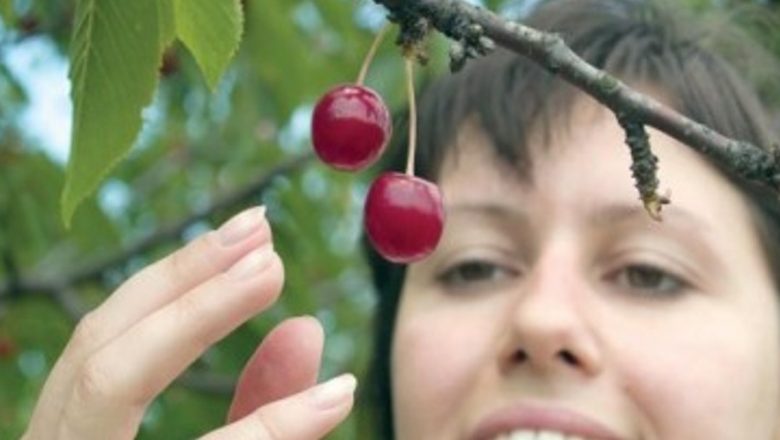 Vişinele: Tratamente Naturale pentru Sănătate și Bunăstare