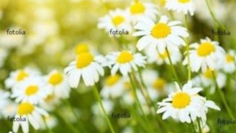 Muşeşelul: Un Remediu Naturist Eficient în Tratarea Amigdalitei