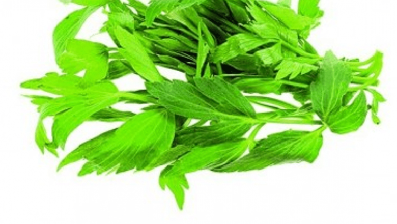 Leuşteanul: O Plantă Medicinală cu Beneficii Remarcabile pentru Sănătatea Rinichilor