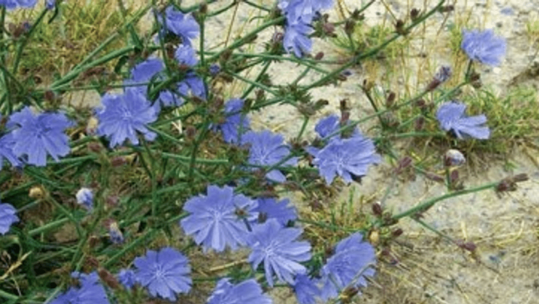 Cicoarea: Un Remediu Natural pentru Stimularea Activității Cerebrale și a Sănătății Glicemice