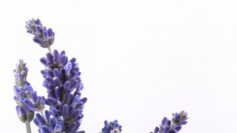 Lavanda ca Tratament pentru Anxietate: O Revoluție în Medicină?