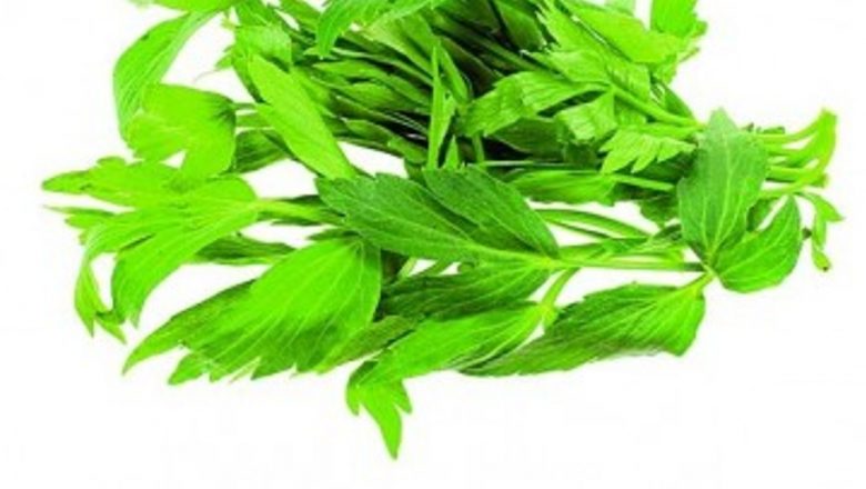 Leuşteanul: O Plantă Medicinală cu Beneficii Remarcabile pentru Sănătatea Rinichilor