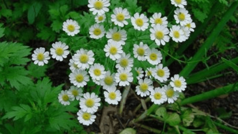 Beneficiile Chrysanthemum Parthenium: Remediul Natural pentru Durerile de Cap