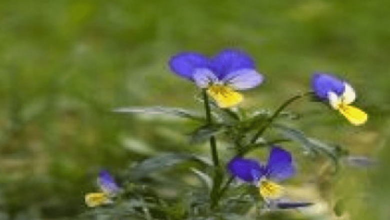 Trei-fraţi-pătaţi: O Plantă cu Potenţial Terapeutic În Lupta Împotriva Cancerului
