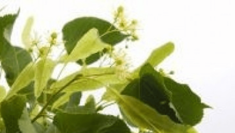 Eficiența remediilor naturale în combaterea oboselii și stresului: Un studiu asupra leacului din flori de tei