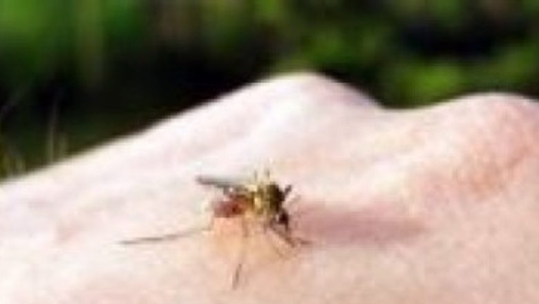 Ţânţarii și Meningita West Nile: O Amenințare Crescândă pentru Sănătatea Publică